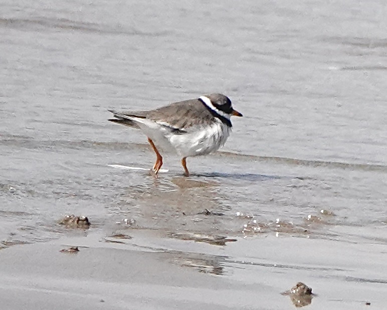 ringed plover